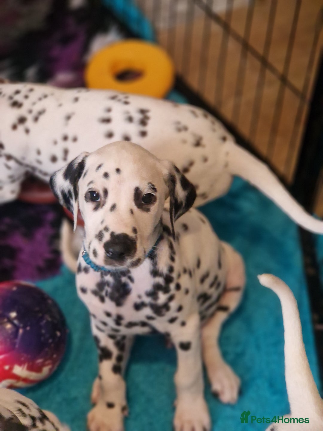 Dalmatian dogs for sale: KC dalmatian puppies READY on 1st August  in Ferndale - Image 3