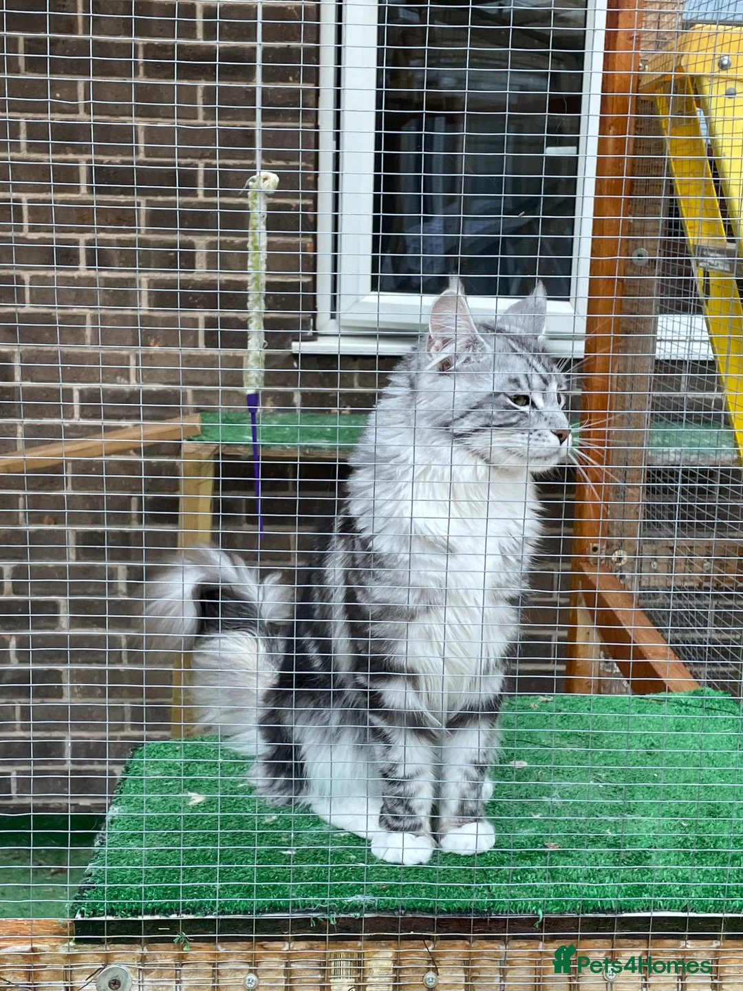 Maine Coon cats for stud: Proven silver and white Maine coon stud  - Advert 2