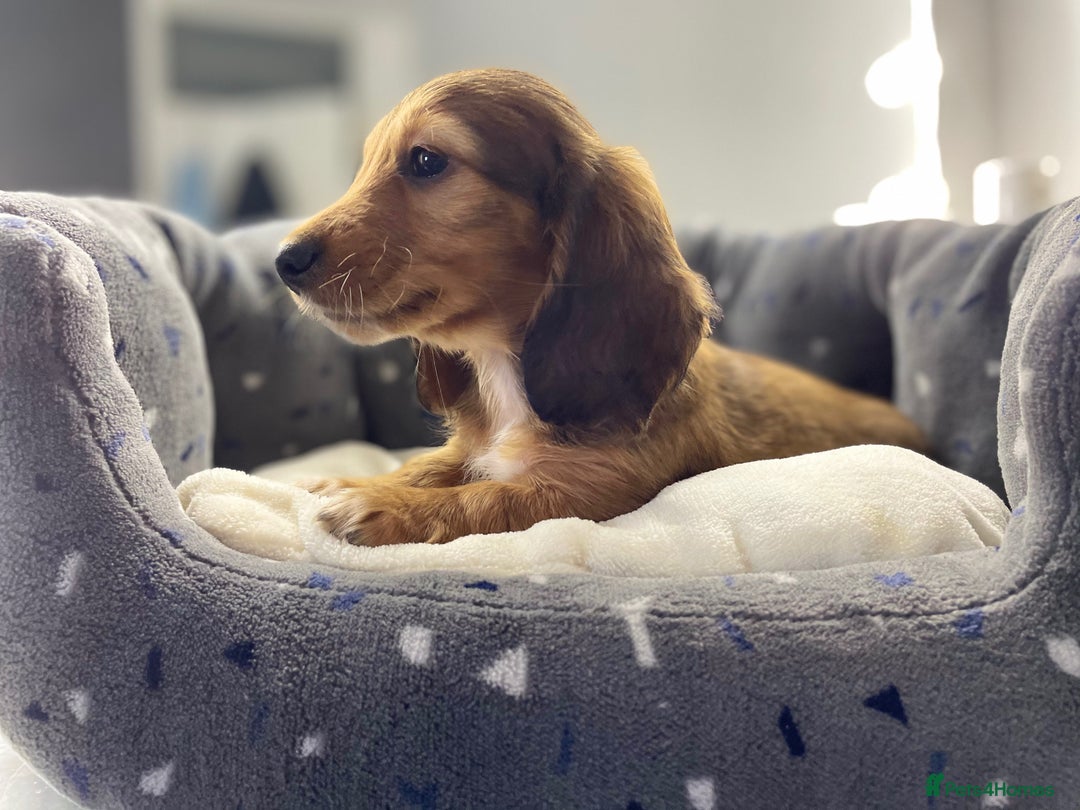 Miniature Dachshund dogs for sale: mini long hair pups for sale  - Image 3