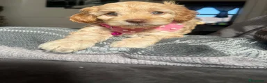 Cockapoo Puppy 2