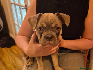 French Bulldog dogs DESTINY, TRINITY AND MYSTERY - Advert 1