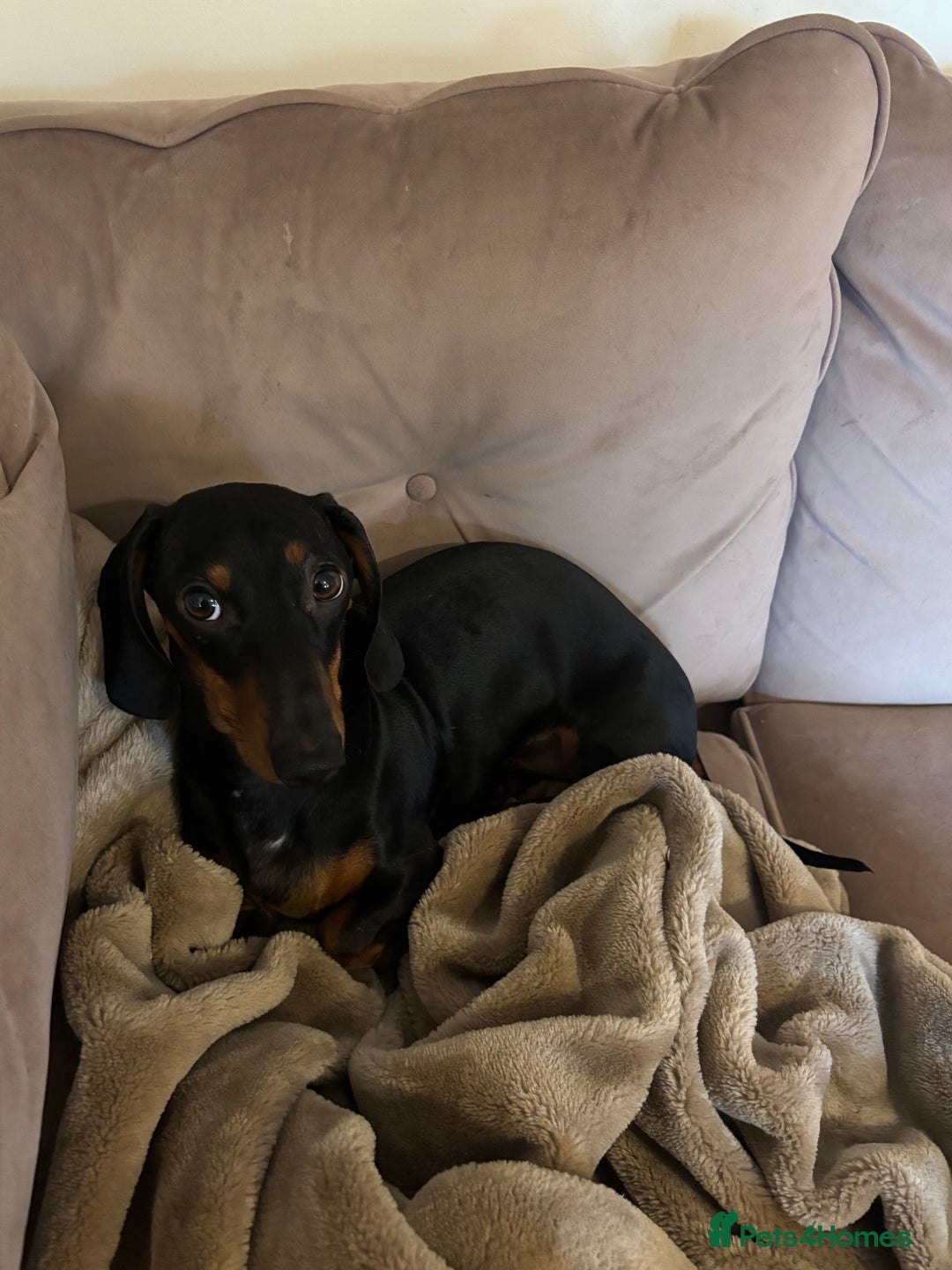 Dachshund dogs for sale: Dachshund puppies for sale stunning  - Image 2