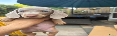 Dachshund 4