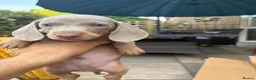 Dachshund dogs for sale: Isabella dachshunds  - Advert 16