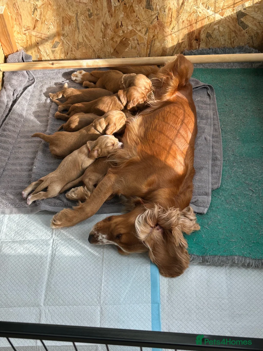 Cocker Spaniel dogs for sale: Litter of Kennel Club working Cocker Spaniels - Advert 2