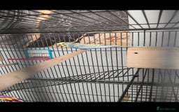 Budgerigars birds for sale: Budgies and cage all together - Image 4