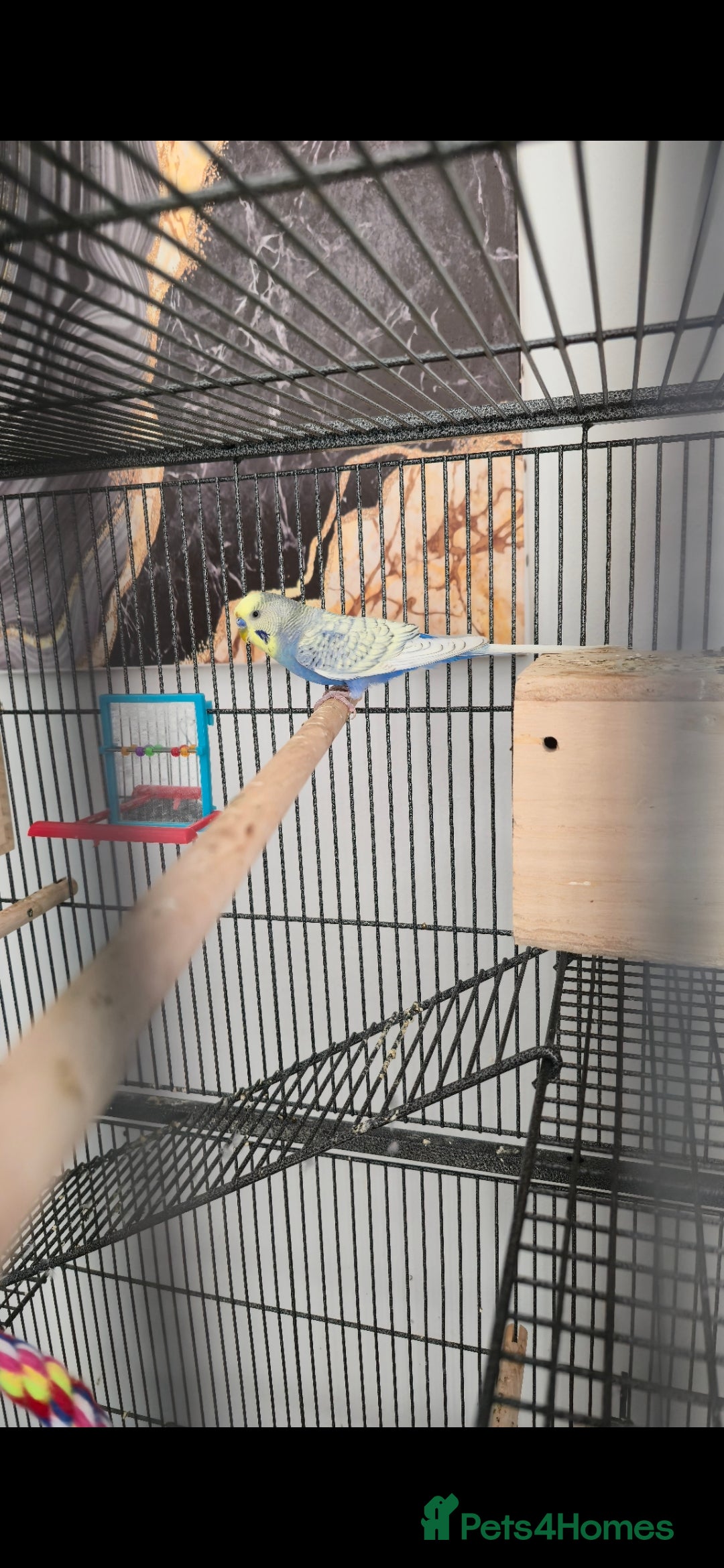 Budgerigars birds for sale: Budgies and cage all together - Image 4