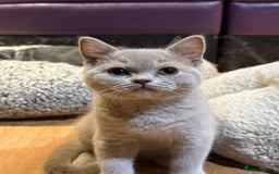 British Shorthair cats for sale: Beautiful British Shorthair in Bromley - Image 6