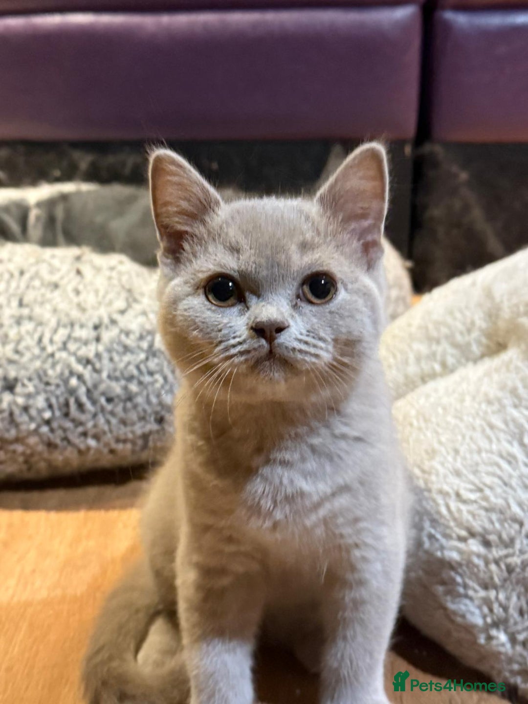 British Shorthair cats for sale: Beautiful British Shorthair in Bromley - Image 6