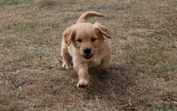 Golden Retriever dogs for sale: Golden retriever puppy’s  - Image 6