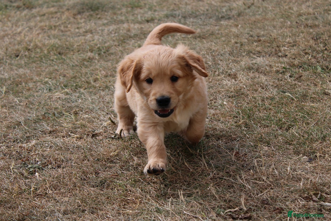 Golden Retriever dogs for sale: Golden retriever puppy’s  - Image 6
