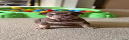 English Bulldog dogs for sale: English Bulldog Puppies  - Advert 10