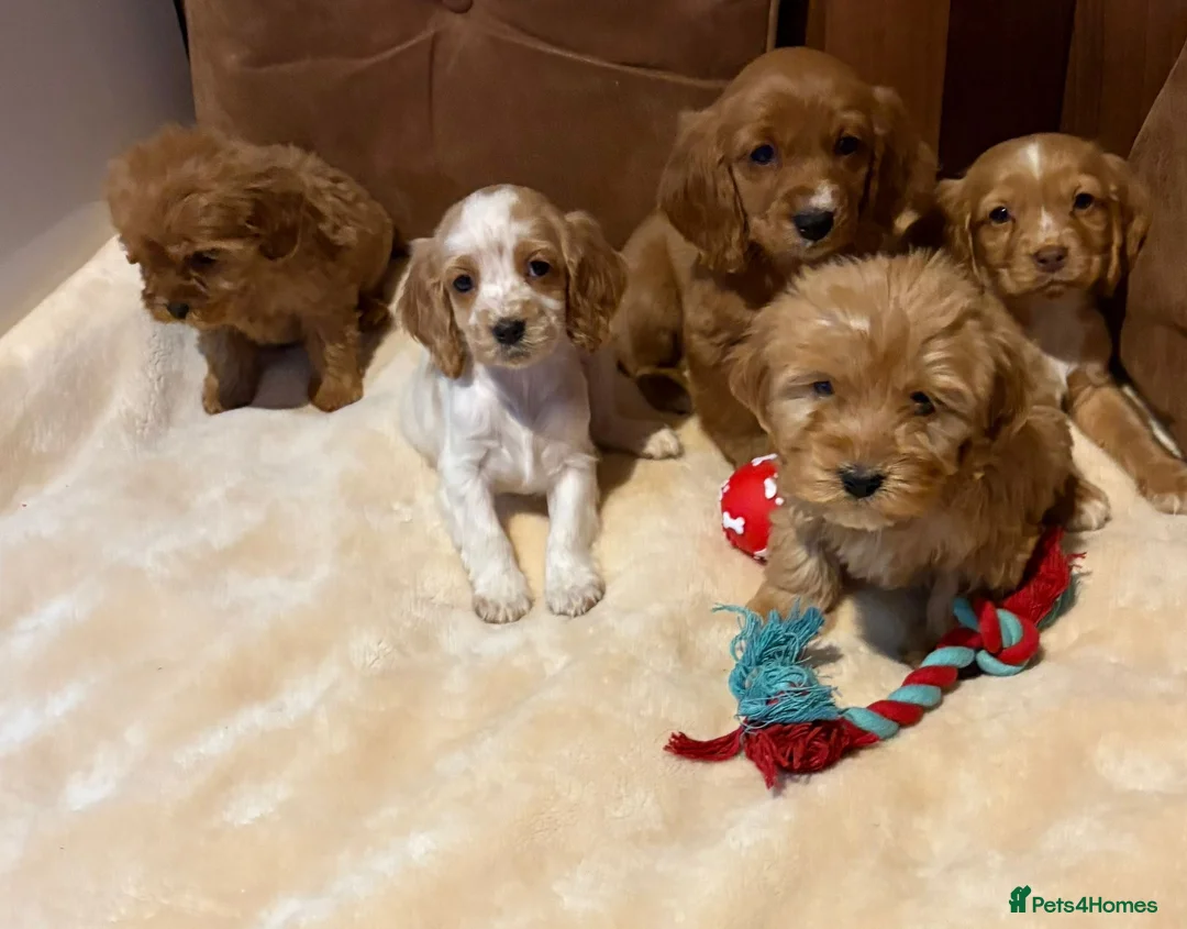 Cockalier dogs for sale: Adorable cockaliers  - Advert 5