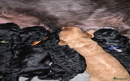 Labradoodle dogs for sale: F1b Miniature Labradoodle Puppies  - Advert 11