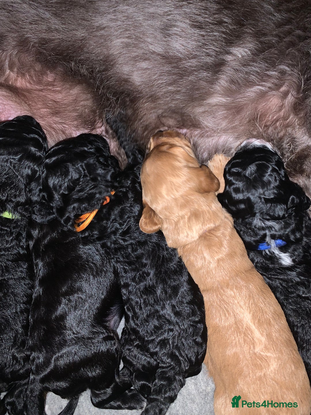 Labradoodle dogs for sale: F1b Miniature Labradoodle Puppies  - Advert 11