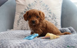 Cavapoochon dogs for sale: Beautiful Cavapoochons looking for forever homes - Image 13