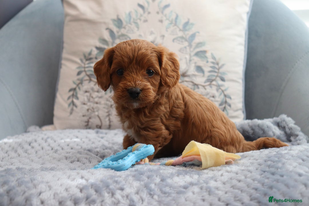 Cavapoochon dogs for sale: Beautiful Cavapoochons looking for forever homes - Image 13
