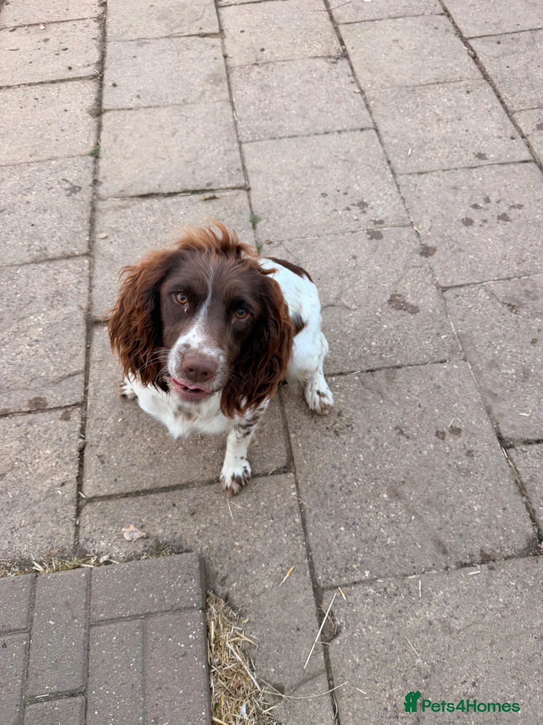 English Springer Spaniel dogs for sale: Kc reg 18 month old springer spaniel bitch  - Advert 6