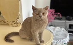 Mixed Breed cats for sale: 🐾 Adorable British Shorthair Mix Kittens 🐾 - Image 12