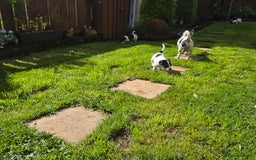 Jack Russell dogs for sale: Tricolour short legs Jack Russell  - Image 25