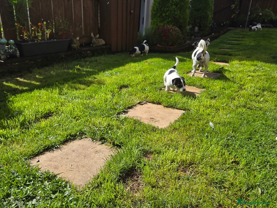 Jack Russell dogs for sale: Tricolour short legs Jack Russell  - Image 25