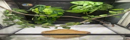 Frog reptiles for sale: 6 red eye tree frogs and enclosure  - Advert 2