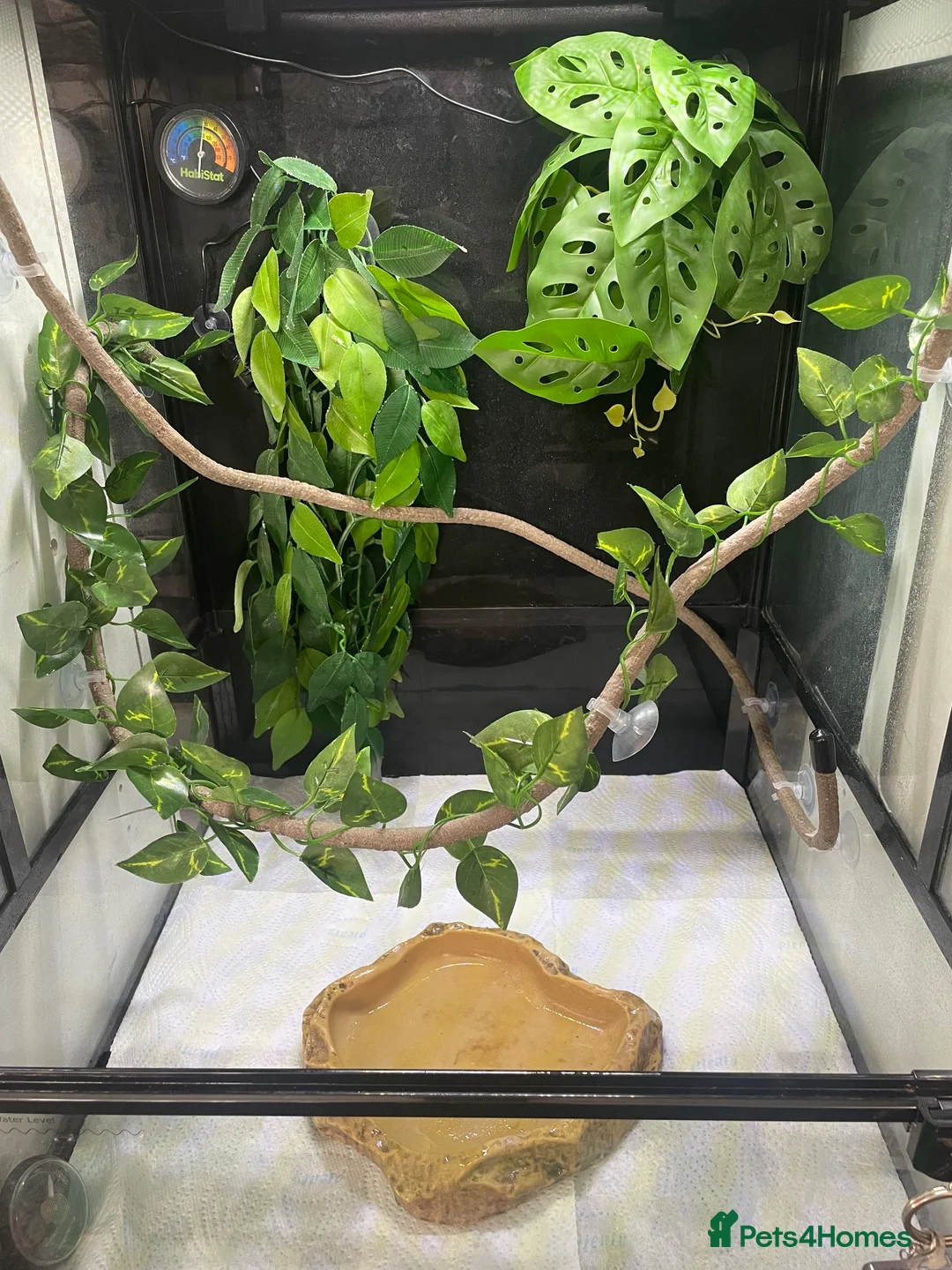 Frog reptiles for sale: 6 red eye tree frogs and enclosure  - Advert 2
