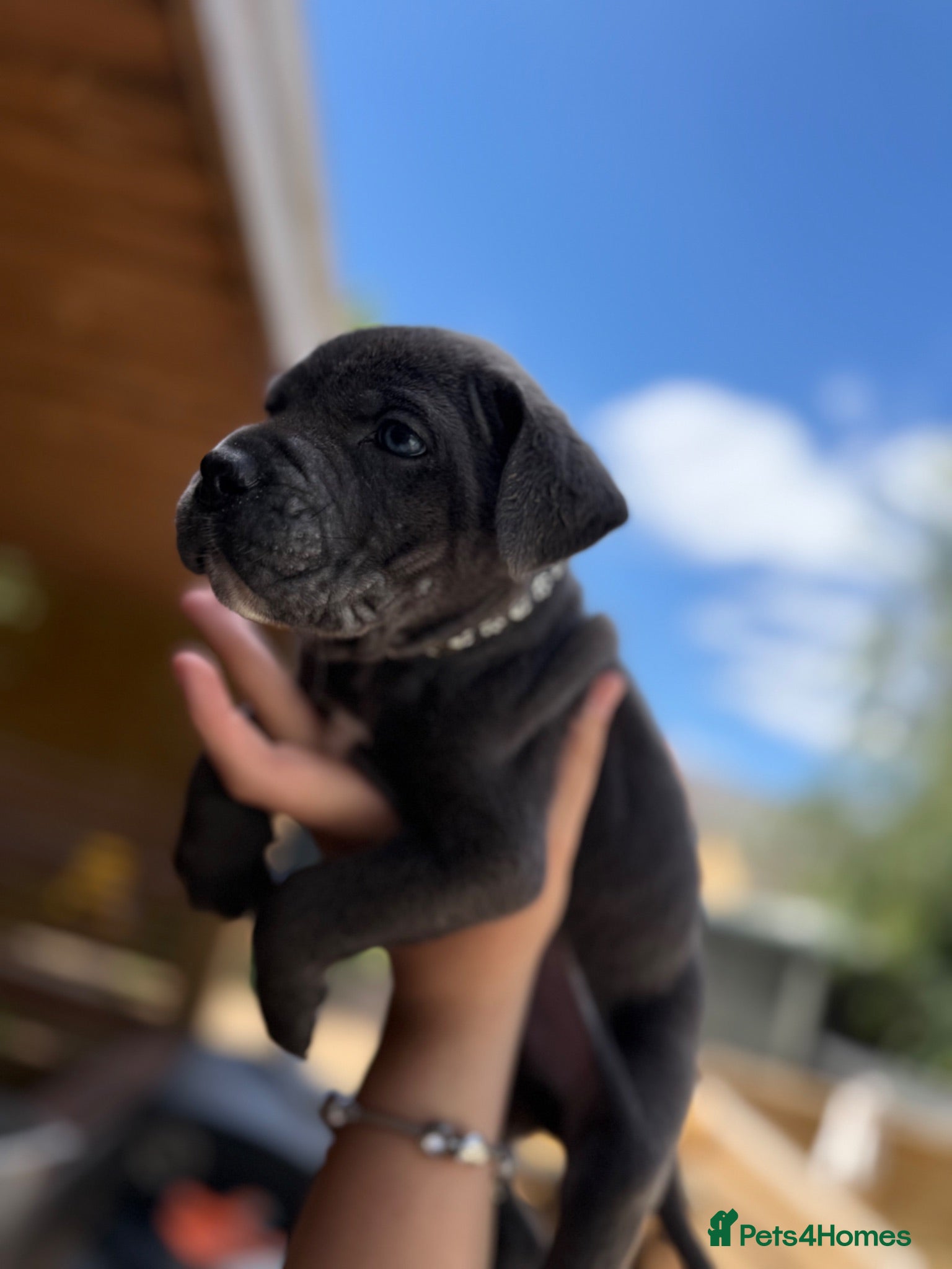 Cane Corso dogs Stunning cane corso 🐶 - Advert 1