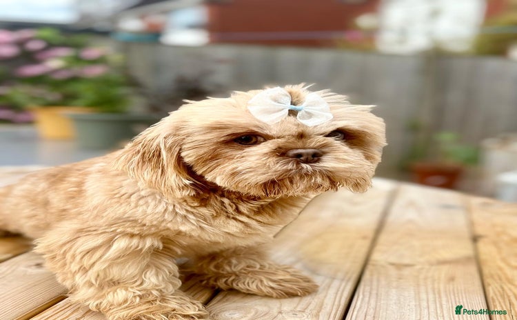 Shih Tzu dogs - Advert 17