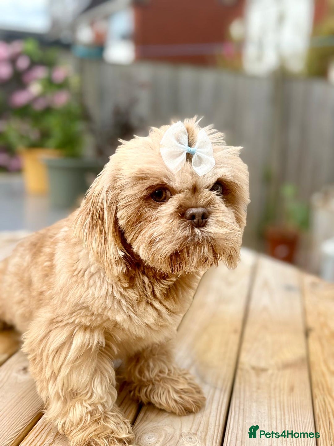 Shih Tzu dogs for stud: STUD Cupid 💜 All fertility extras included  - Image 1