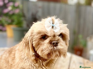 Shih Tzu dogs for stud - Advert 1