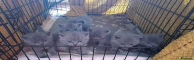 British Shorthair 5