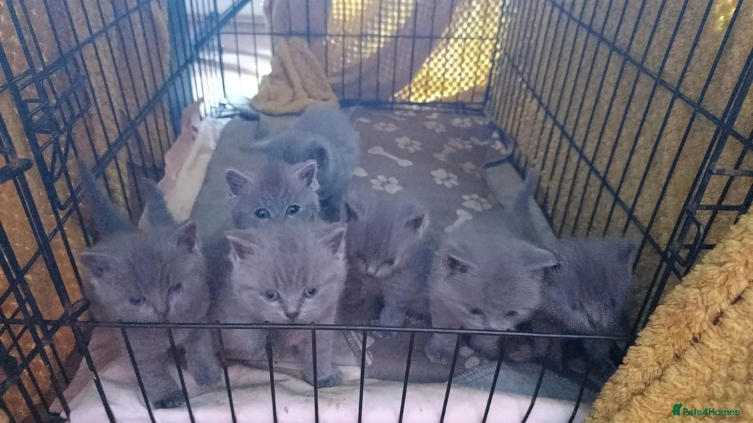 British Shorthair cats for sale: Beautiful Pedigree Kittens LookingLoving Homes! 🐾 - Advert 8