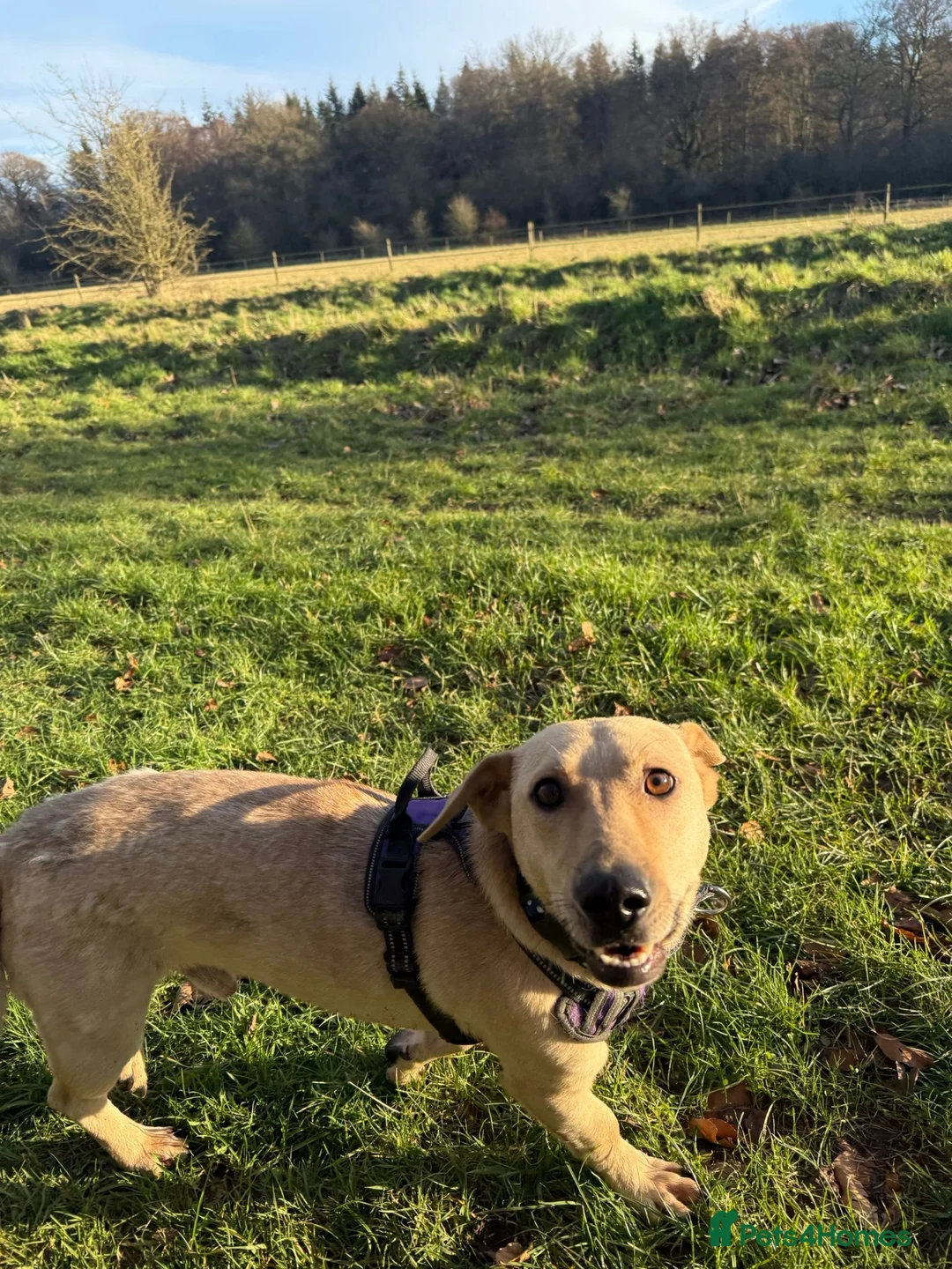 Mixed Breed dogs for adoption: Handsome Zack looking for LOVE in Salisbury - Advert 13