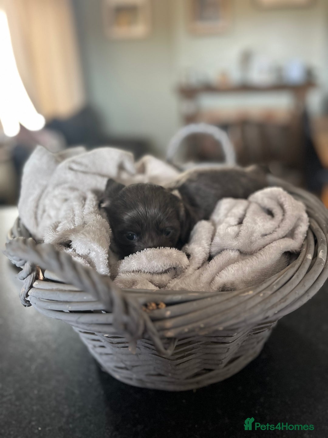 Miniature Dachshund dogs for sale: Beautiful miniature dachshund puppies for sale.  - Image 5