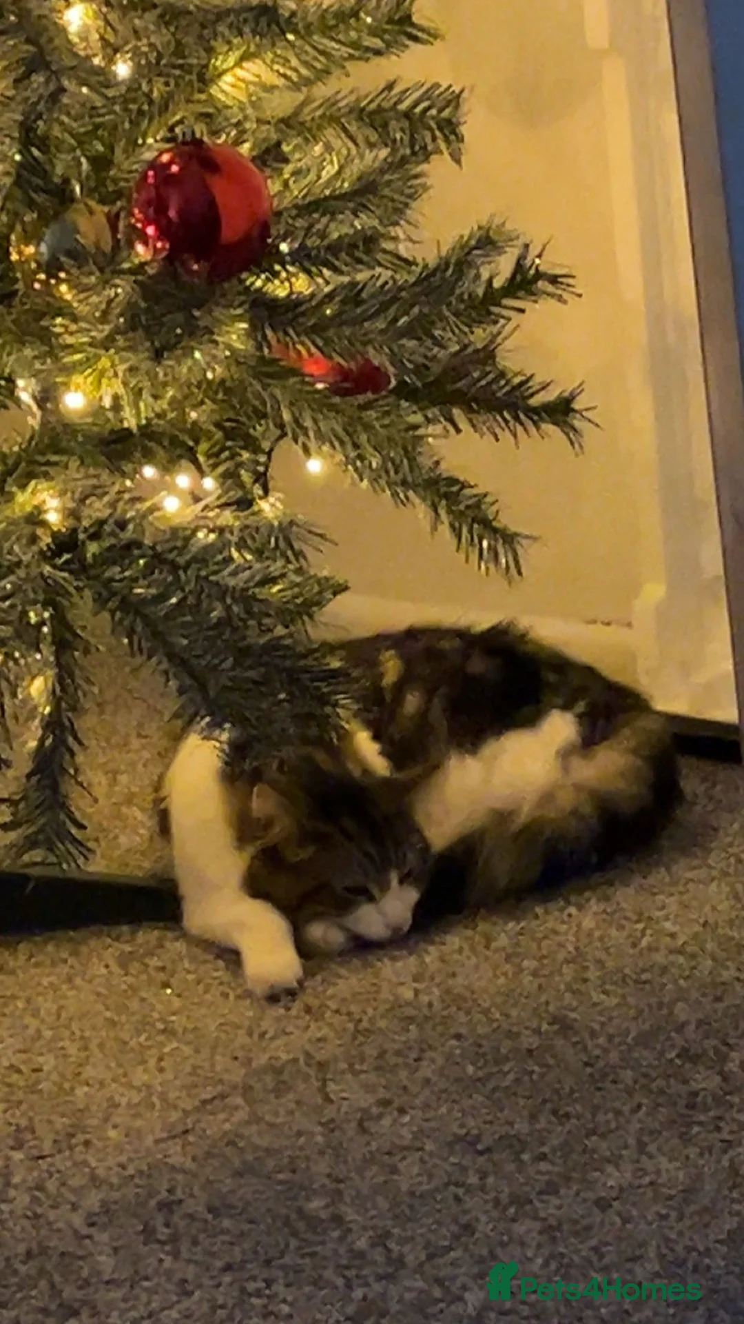 Mixed Breed cats for sale: Patch & bellatrix - Advert 7