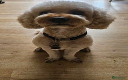 Cavapoo dogs for stud: Cavapoo stud Dionnie in London - Image 1