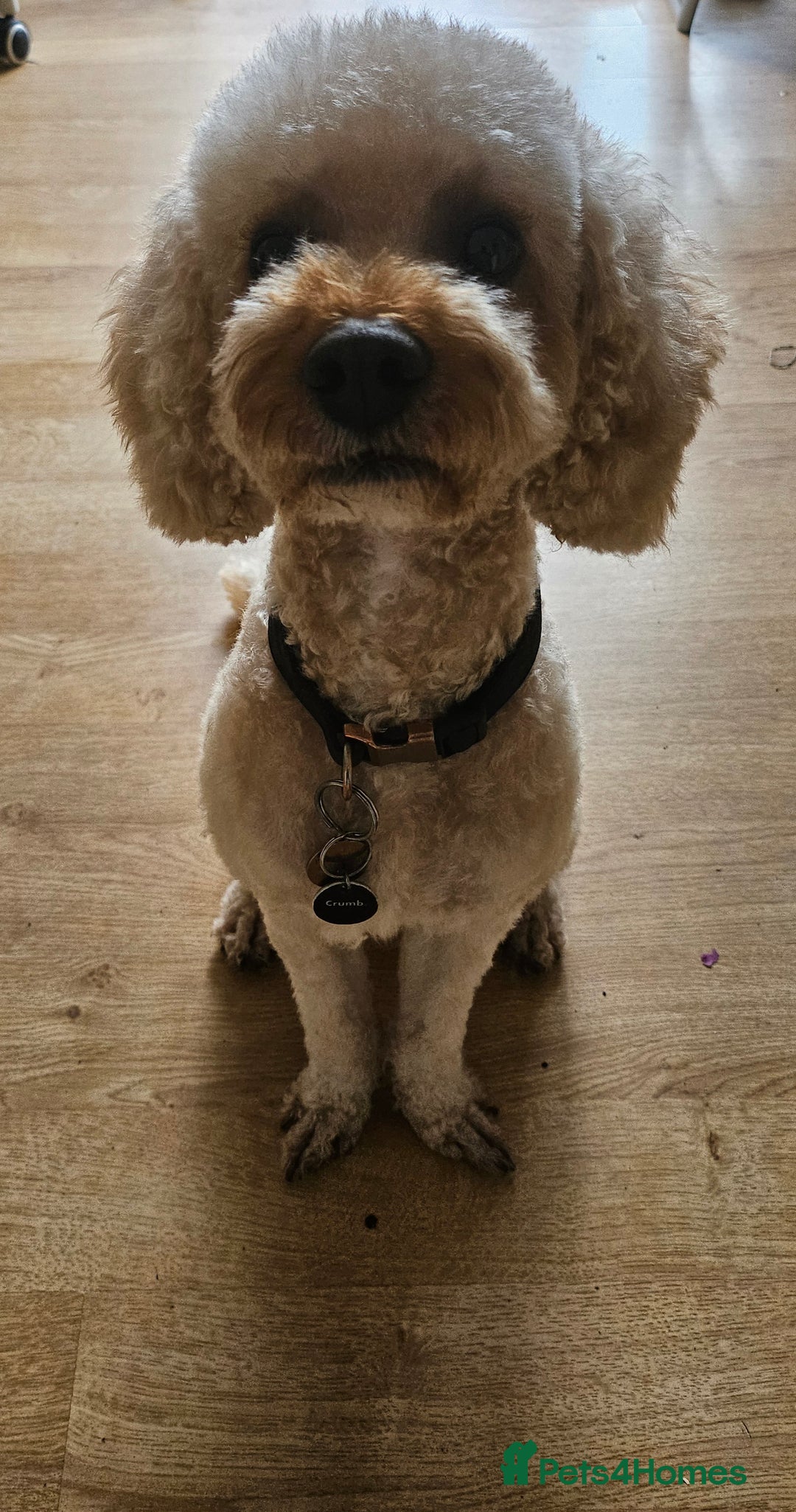 Cavapoo dogs for stud: Cavapoo stud Dionnie in London - Image 1