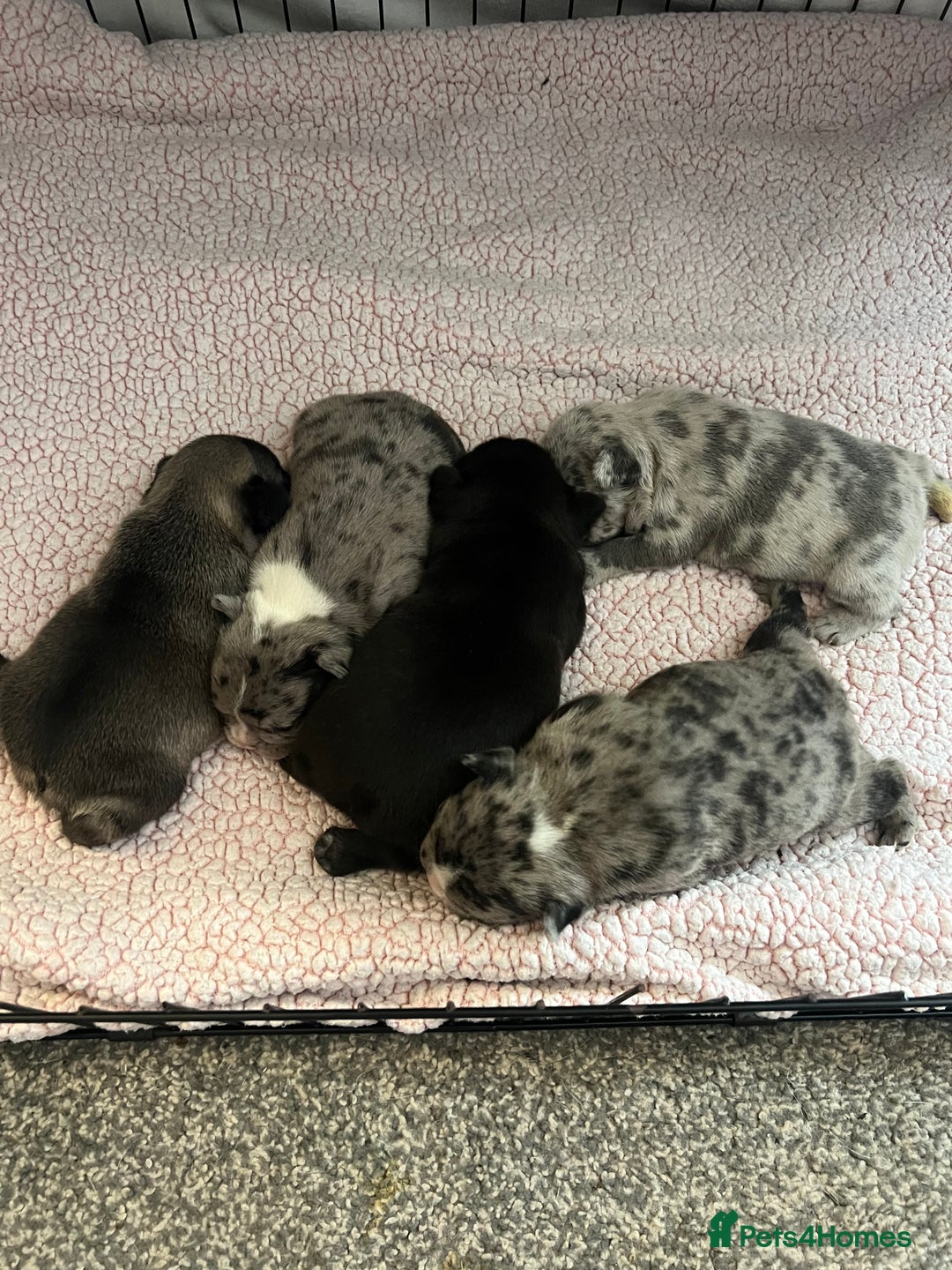French Bulldog dogs for sale: 5 beautiful French bulldogs for sale - Image 8