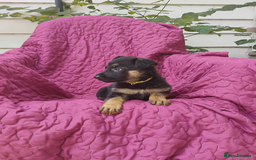 German Shepherd dogs for sale: Kc reg, health test parents german shepherds pups - Image 4