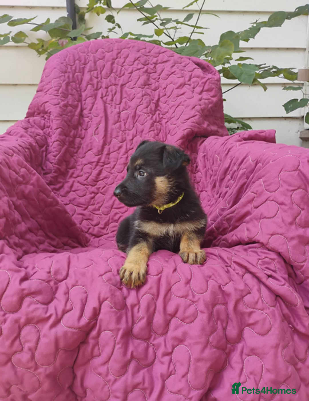 German Shepherd dogs for sale: Kc reg, health test parents german shepherds pups - Image 4