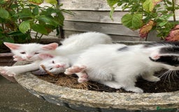 Turkish Van cats for sale: Gorgeous & Loving Turkish Van Kittens - Image 9