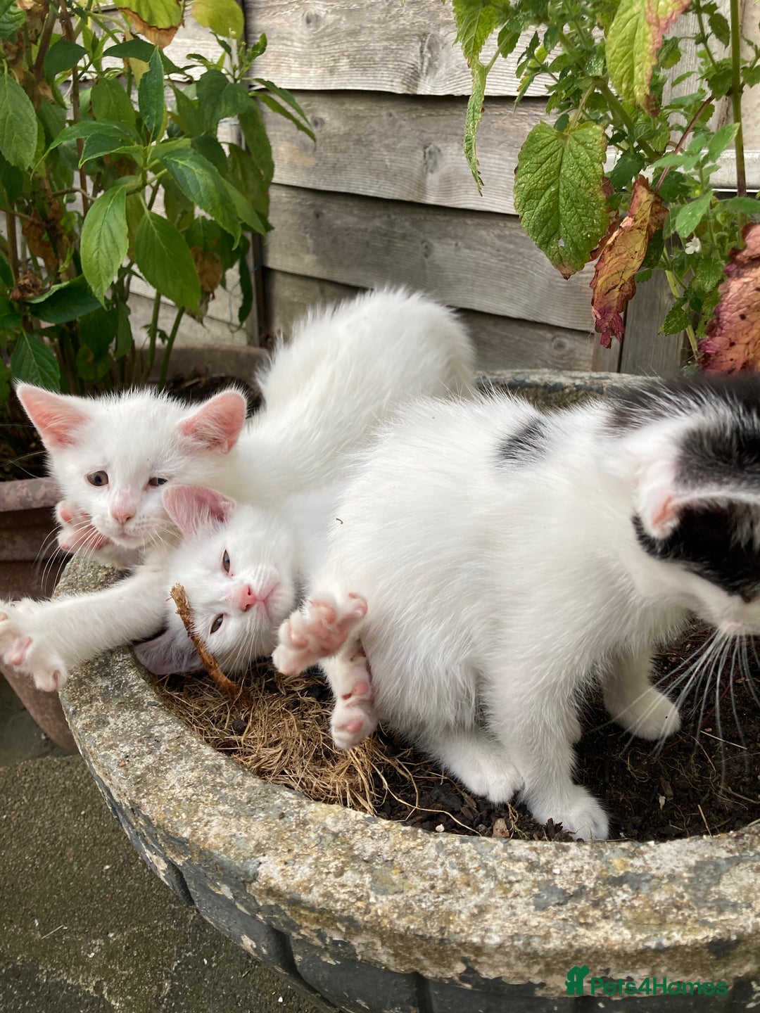 Turkish Van cats for sale: Gorgeous & Loving Turkish Van Kittens - Image 9