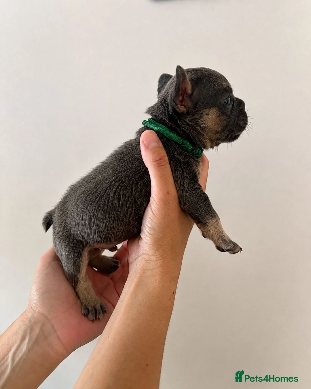 French Bulldog dogs for sale: Very Special French Bulldog Boy - Advert 2