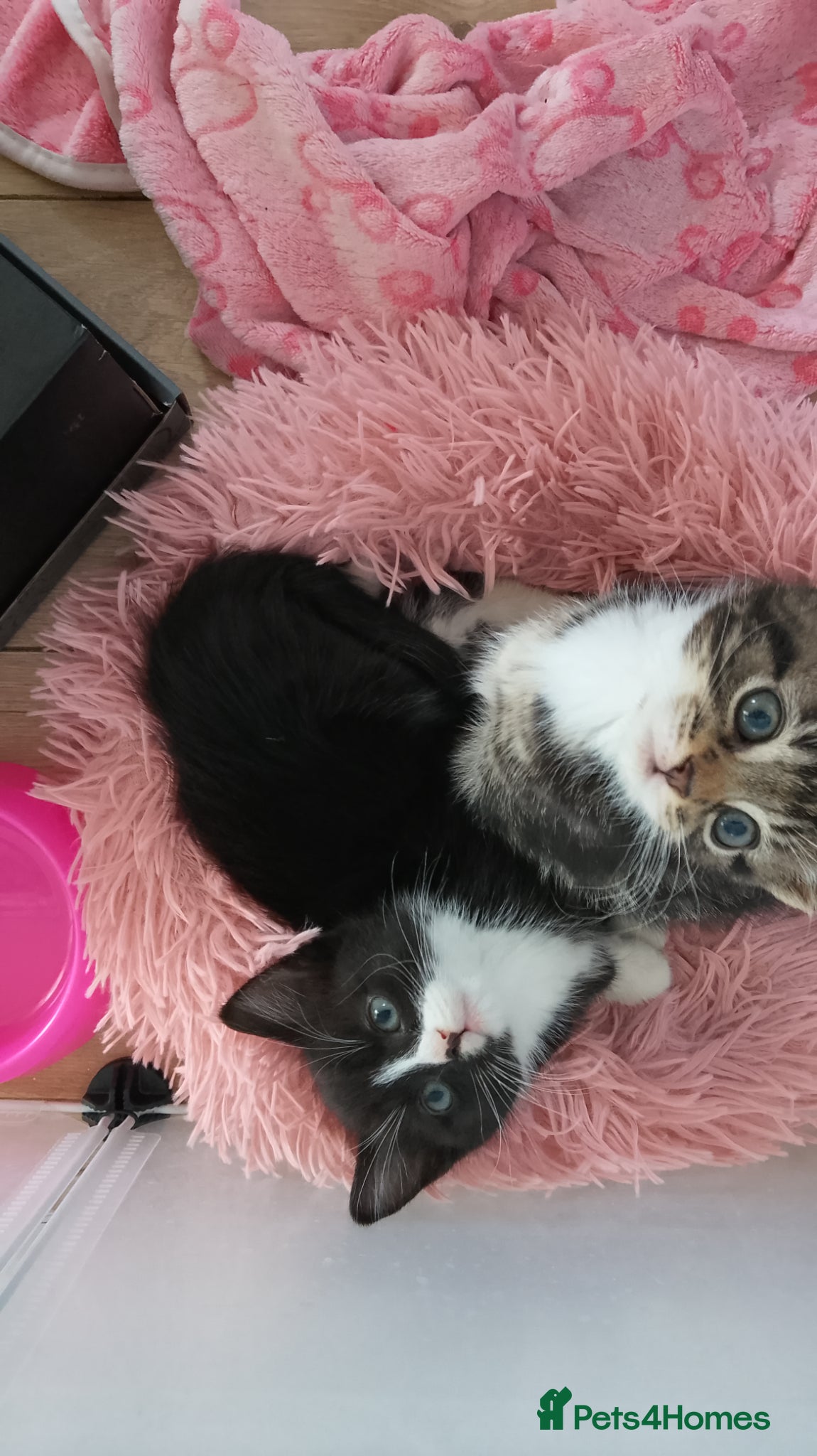 Mixed Breed cats Gorgeous kittens - Advert 6