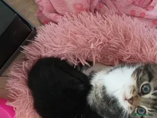 Mixed Breed cats Gorgeous kittens - Advert 4