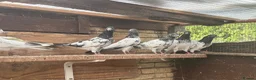 Pigeons birds for sale: Pakistani high flyers for sale  - Advert 11