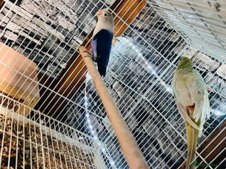 Parakeets birds Male red rump parakeet and female lovebird - Advert 1