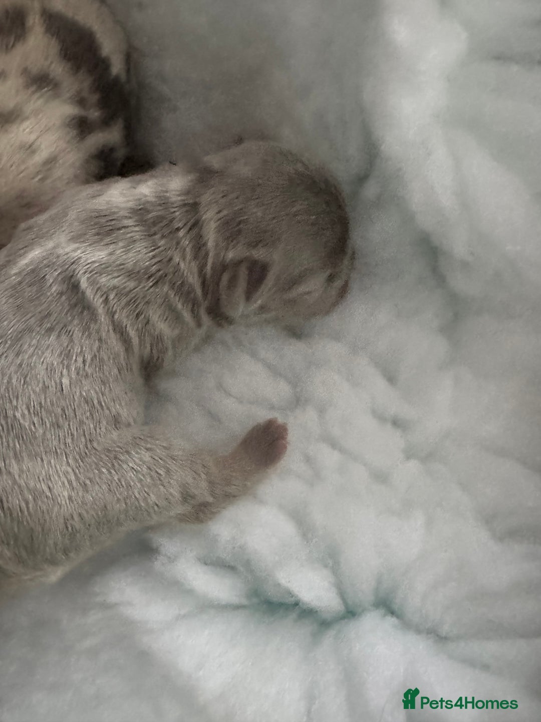 French Bulldog dogs for sale: Out standing french bulldogs merles carry fluffy - Advert 9