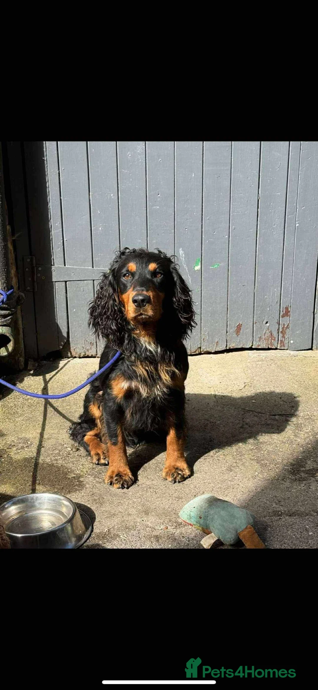 Cocker Spaniel dogs for sale: Working Cocker spaniels  in Darlington - Advert 8